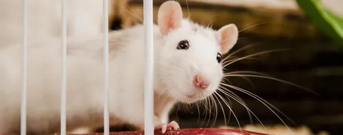 Крысы Фото белая мышь на белой поверхности