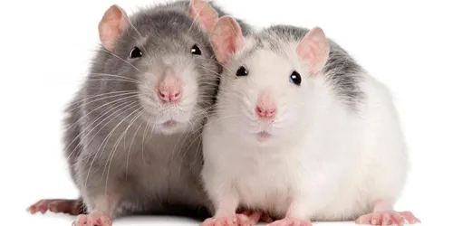 Крысы Фото пара белых крыс
