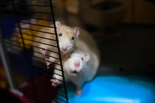 Крысы Фото пара крыс в клетке
