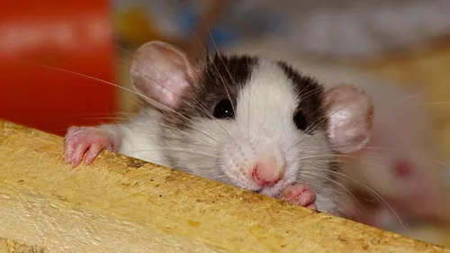 Крысы Фото пара грызунов ест