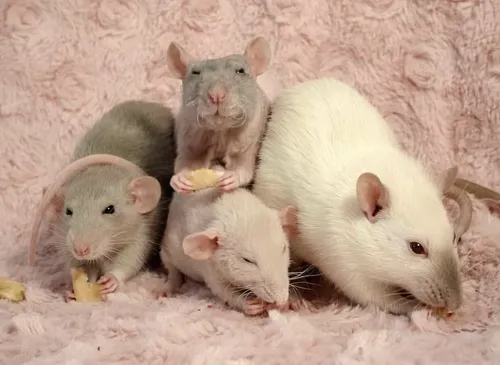 Крысы Фото группа грызунов