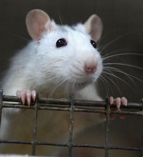 Крысы Фото белая мышь на деревянной поверхности