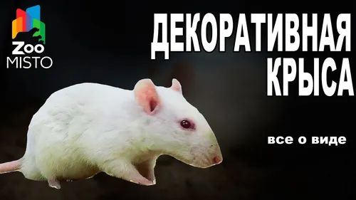 Крысы Фото белая мышь с черным фоном