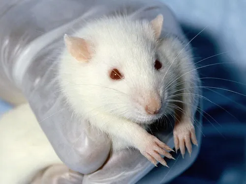 Крысы Фото человек, держащий белую мышь