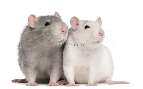 Крысы Фото фто на айфон