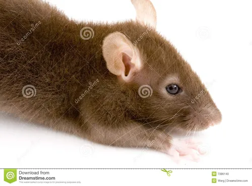 Крысы Фото мышь с маленьким лицом