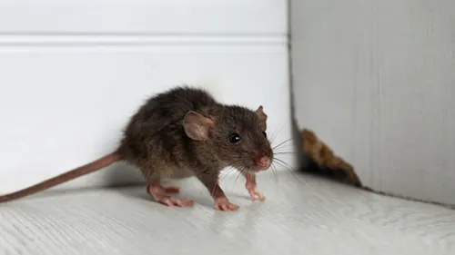 Крысы Фото грызун, стоящий на белой поверхности