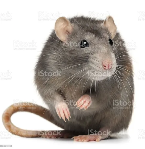 Крысы Фото фото на Samsung
