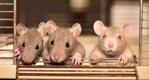 Крысы Фото группа мышей в клетке