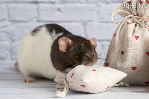 Крысы Фото мышь ест кусок хлеба