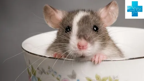 Крысы Фото мышь с открытым ртом
