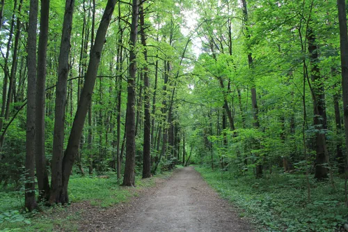 Леса Фото грунтовая дорога в лесу