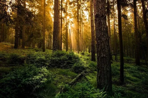 Леса Фото лес с деревьями и кустами