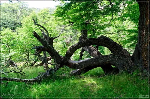 Леса Фото дерево с множеством ветвей