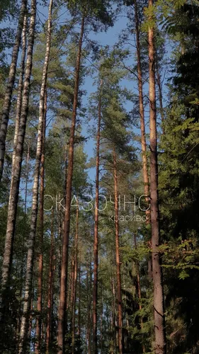 Леса Фото высокие деревья в лесу