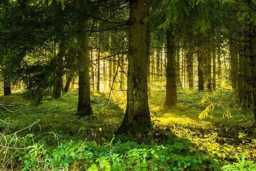 Леса Фото лес с деревьями и травой