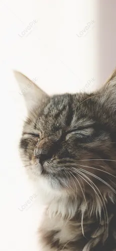 Милые Животные Обои на телефон кошка с закрытыми глазами