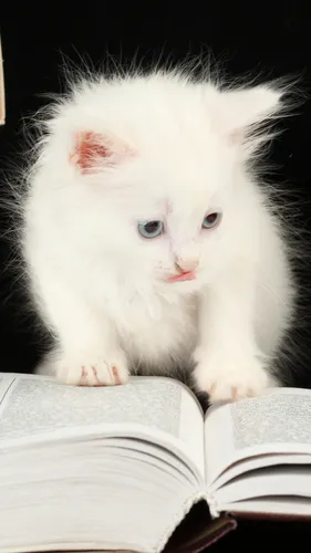 Милые Животные Обои на телефон белый котенок с голубыми глазами
