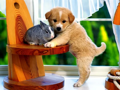 Милые Животные Обои на телефон собака и кошка на стуле