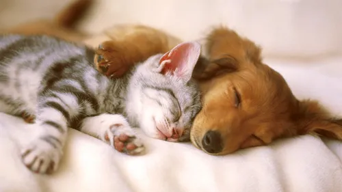 Милые Животные Обои на телефон кошка и собака спят