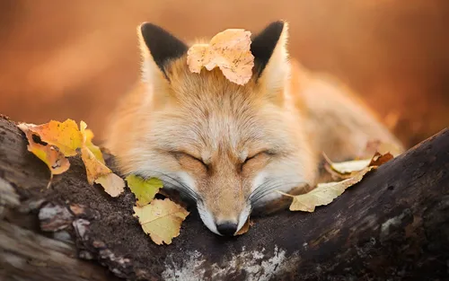 Милые Животные Обои на телефон лиса спит на бревне