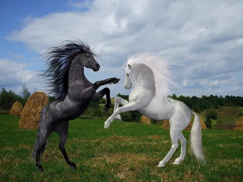 Лошадей Фото драка пары лошадей