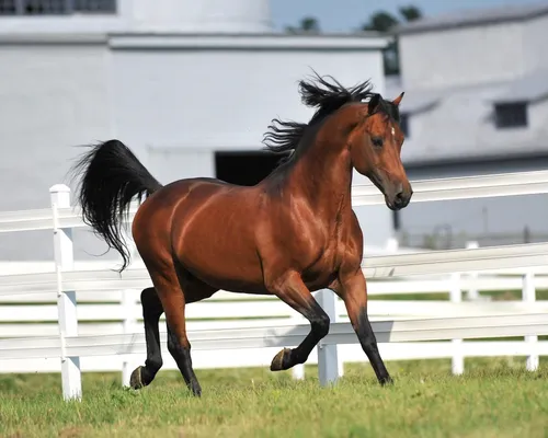Лошадей Фото лошадь бежит по траве