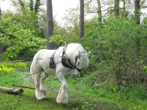 Лошадей Фото белая лошадь со шлейкой