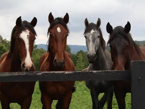 Лошадей Фото группа лошадей, стоящих за забором