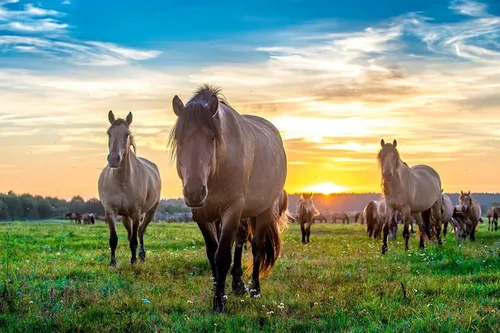 Лошадей Фото арт