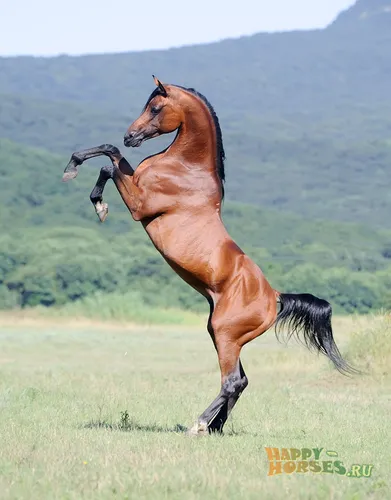 Лошадей Фото прыжки лошади в воздухе