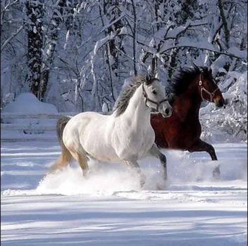 Лошадей Фото лошади бегут по снегу