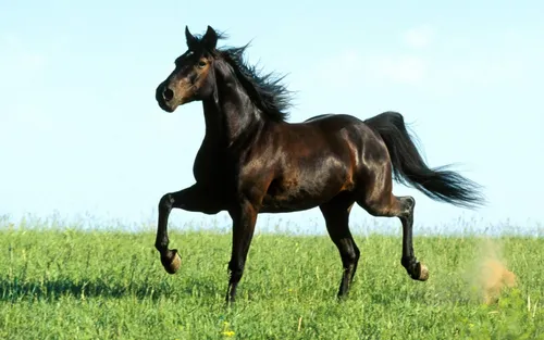 Лошадей Фото черная лошадь, бегущая по полю
