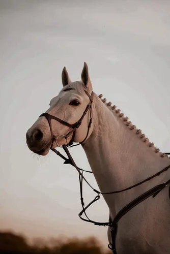 Лошадей Фото лошадь с веревкой на шее