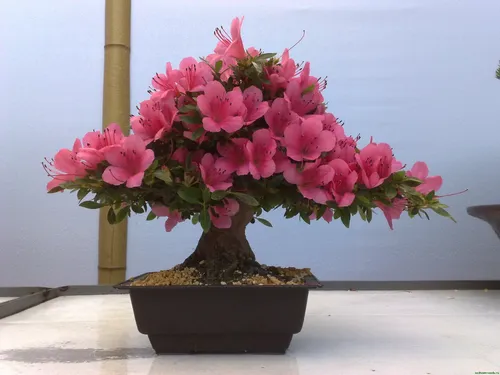 Азалия Фото растение в горшке с розовыми цветами