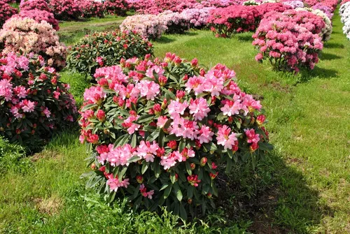 Азалия Фото куст с розовыми цветами