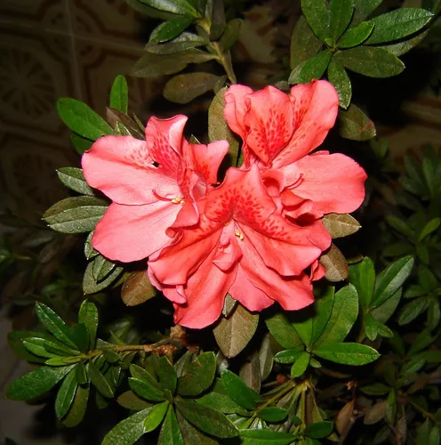 Азалия Фото пара розовых цветов