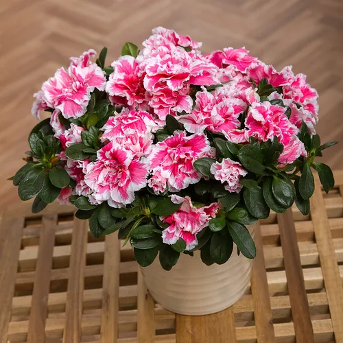 Азалия Фото горшок с розовыми цветами на деревянной скамейке