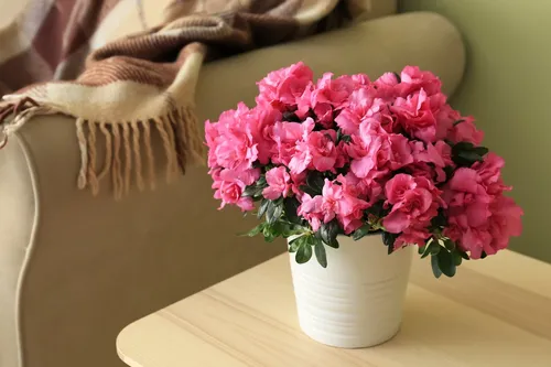 Азалия Фото ваза розовых цветов