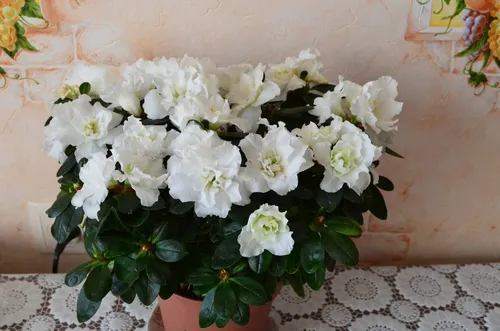 Азалия Фото горшок с белыми цветами