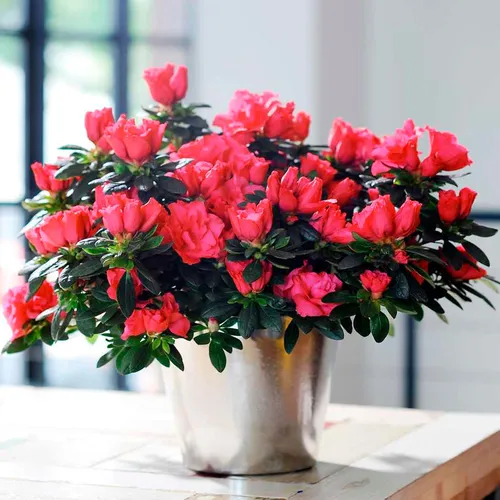 Азалия Фото ваза с красными цветами