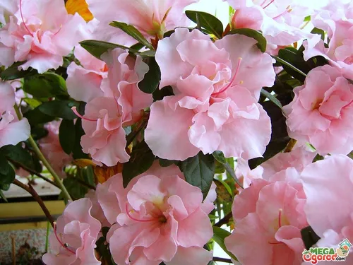Азалия Фото розовый цветок крупным планом