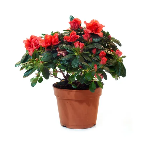 Азалия Фото горшечное растение с красными цветами