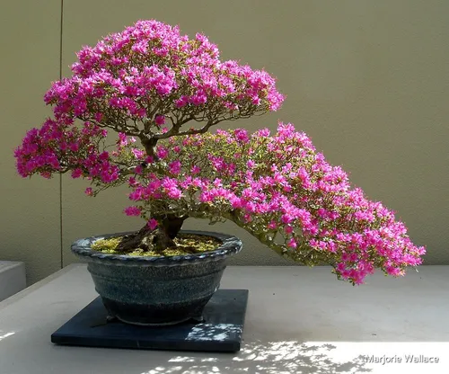 Азалия Фото дерево с фиолетовыми цветами