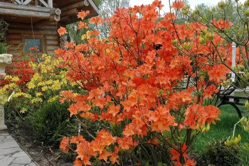 Азалия Фото дерево с оранжевыми цветами