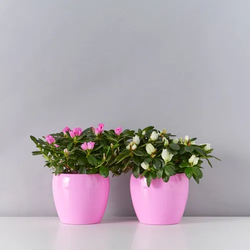 Азалия Фото пара розовых ваз с цветами в них