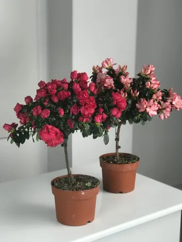 Азалия Фото пара горшечных растений с розовыми цветами на белой полке