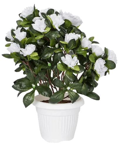 Азалия Фото белый цветок в белой вазе