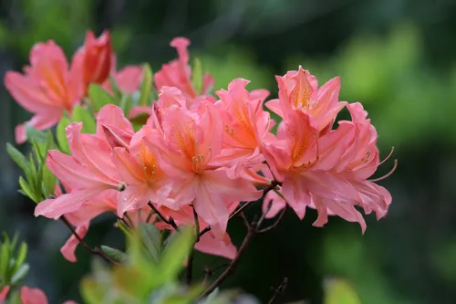 Азалия Фото группа розовых цветов