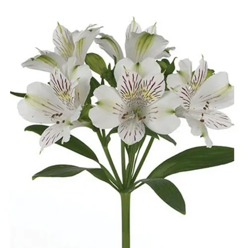 Альстромерия Фото белые цветы крупным планом
